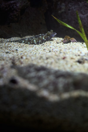 Tropical fish lying on the bottom of the tank of an aquarium
