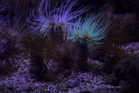 Anemonefishes growing on the bottom of the tank of an aquarium