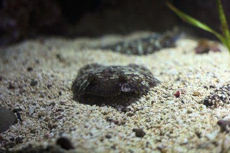 Fish lying on the bottom of the tank of an aquarium