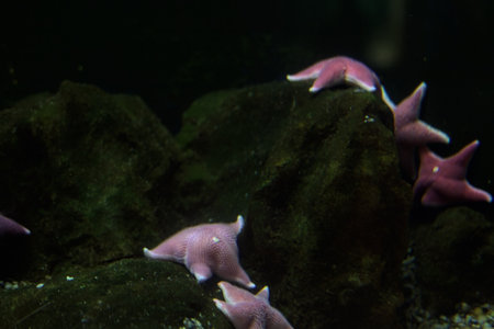 Pink starfishes hanging on a rock in the tank of an aquariumの写真素材