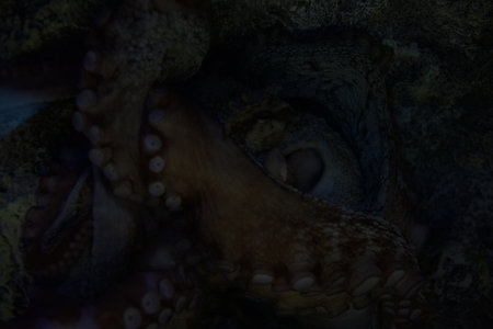 Octopus crouched in the crack of a rock in the tank of an aquarium seen up close
