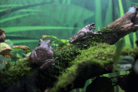 Frogs on grass and moss in a tankの写真素材