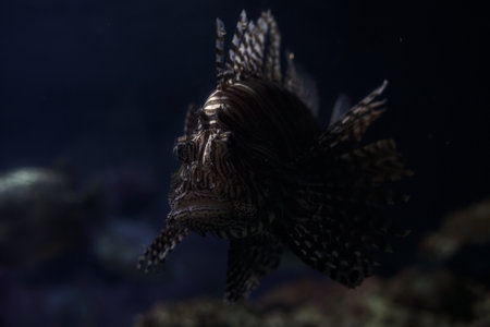Red lionfish swimming in a tank of an aquarium seen up close