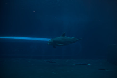 Dolphin swimming in a pool of an aquarium