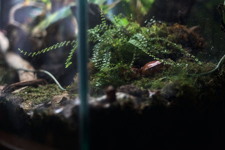 Frogs on grass and moss in a tank