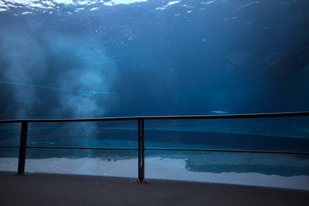 Pool in an aquarium during a rain fall seen from below water level in a panoramic passageway