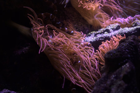 Clown fishes swimming through sea anemones in a tank of an aquarium