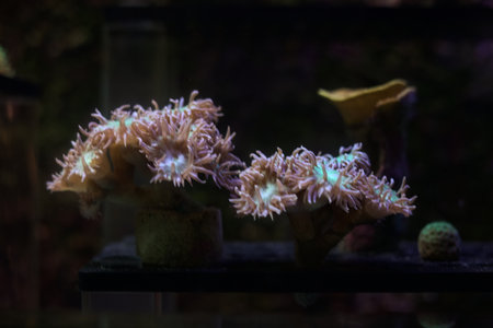 Small anemone fishes on display in the tank of an aquarium