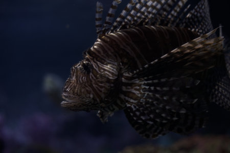 Red lionfish swimming in a tank of an aquarium seen up closeの写真素材