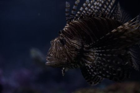 Red lionfish swimming in a tank of an aquarium seen up closeの写真素材