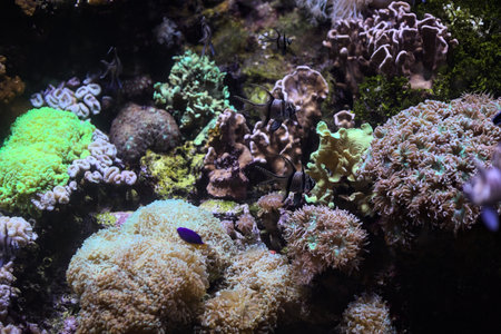 Tropical fishes in a tank of an aquarium with rocks in the background