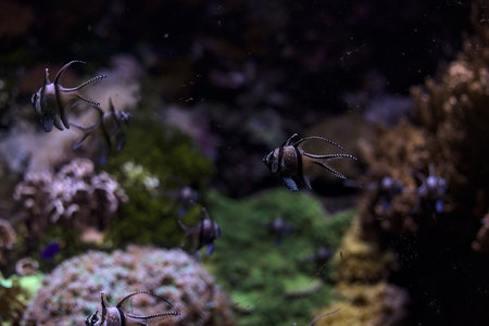 Tropical fishes in a tank of an aquarium with rocks in the background