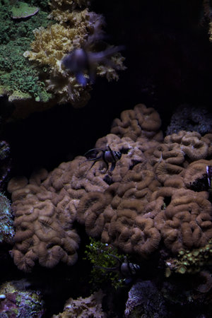 Tropical fishes in a tank of an aquarium with rocks in the background