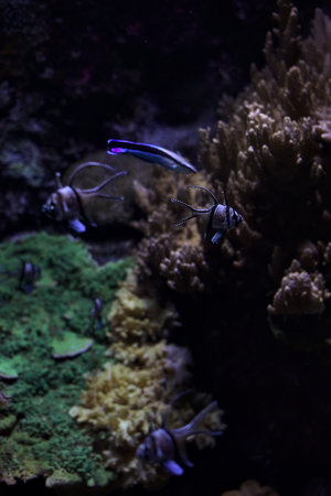 Tropical fishes in a tank of an aquarium with rocks in the background