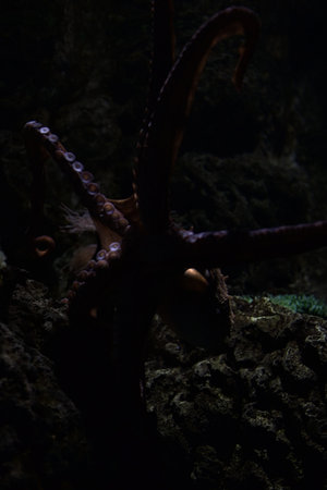 Octopus crawling on a rock in the tank of an aquarium