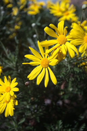 Flowers in bloom in a bush seen up close and under a strong sunlightの写真素材