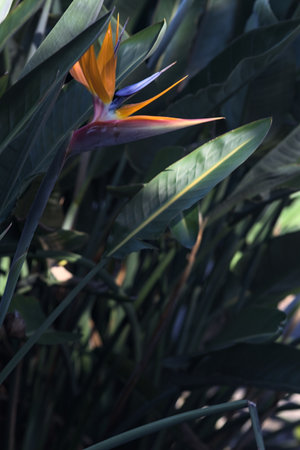 Sterlitzia reginae bird of paradise inflorescence with leaves of the plant in the background seen up...