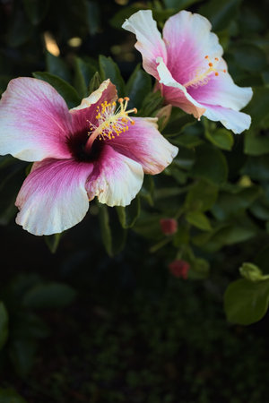 White and pink hibiscus rosa sinensis in bloom in a bush seen up close
