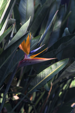 Sterlitzia reginae bird of paradise inflorescence with leaves of the plant in the background seen up closeの写真素材