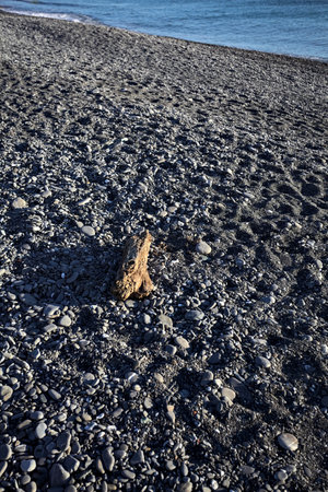 Drywood lying on a pebble beach at sunset next to the foreshore seen up closeの写真素材