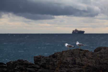 Two seagulls standing on rocks near the sea with a ship in the background on a cloudy day at twilightの写真素材