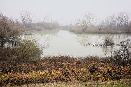 Basin in a swamp with trees by its edge reflected in the water on a misty and cloudy day