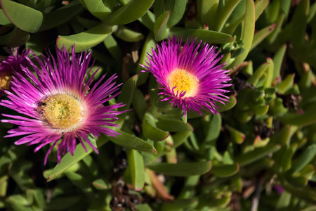 Succulent plant with purple inflorescences in bloom with rocks in the backgroundの写真素材