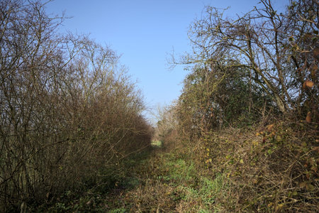 Path bordered by trees, in a park on a sunny and misty day, in the countryside
