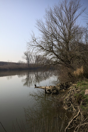 River bordered by trees and embankment, with the trees themselves reflected in the water, counterlit...