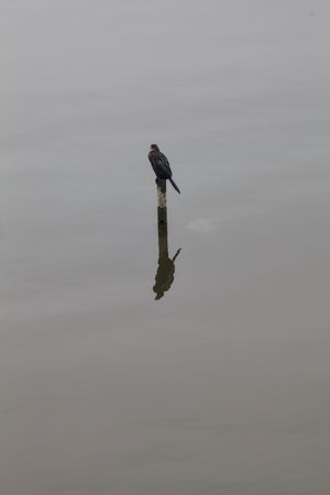 Cormorant standing on a mooring pole over a lake, reflected on the water, on a cloudy day