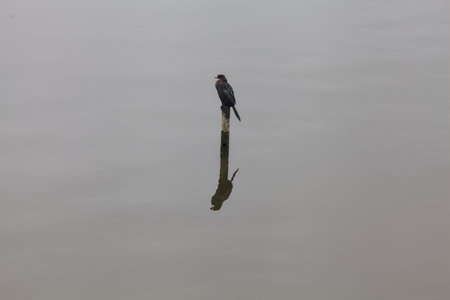 Cormorant standing on a mooring pole over a lake, reflected on the water, on a cloudy dayの写真素材