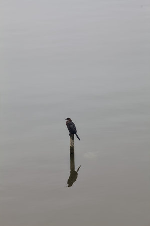 Cormorant standing on a mooring pole over a lake, reflected on the water, on a cloudy day
