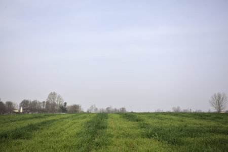 Cultivated grass field in the Italian countryside on a cloudy and misty day, with a few groves and...