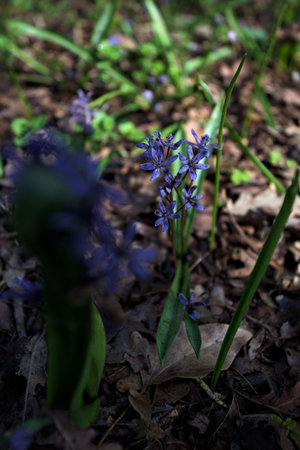 Alpine Squill Scilla sylvestre in bloom in the grass seen up closeの写真素材