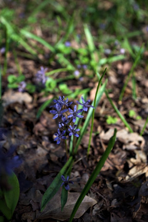 Alpine Squill Scilla sylvestre in bloom in the grass seen up closeの写真素材