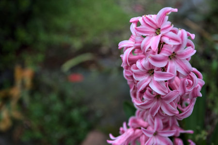 Pink hyacinth in bloom in a vase with grass and plants in the background seen up closeの写真素材