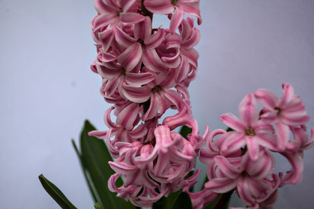 Pink hyacinth in bloom on a white background seen up closeの写真素材
