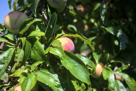 Ripe plums on a branch, covered by leaves, under a strong sunlight, seen up close