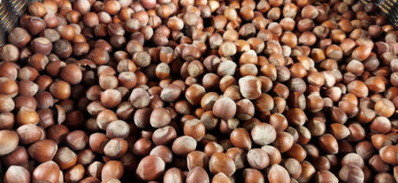 Lot of hazelnuts are lying in a pile.の写真素材