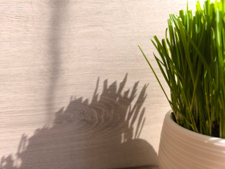 green wheatgrass plant in a pot. A young plant is useful for home herbivores. High quality photos.