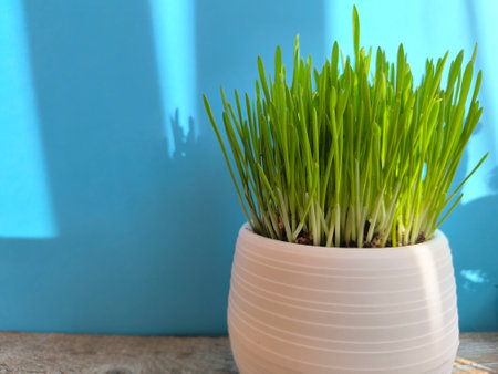 Green grass in a pot.の写真素材
