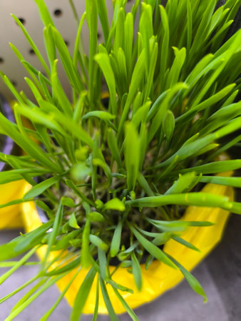 Green grass in a pot. high quality photosの写真素材
