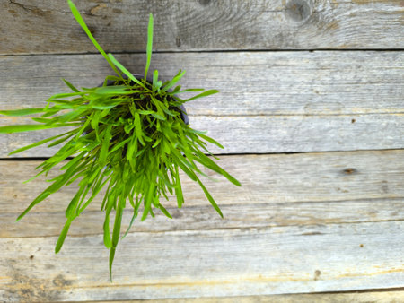 fresh green wheatgrass plant in a pot, top view. High quality Photo