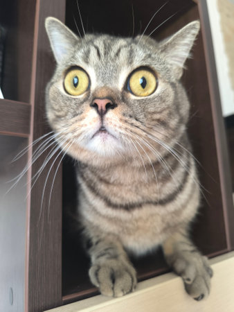 Gray tabby Scottish Straight cat peeking out while sitting on a shelf