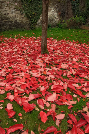 Khaki in autumnの写真素材