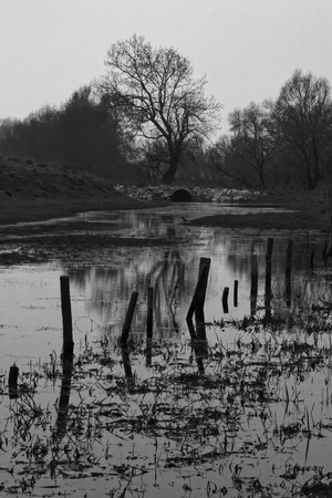 Winter at the edge of a pondの写真素材