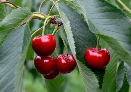 Cherries before harvest in Valais, Switzerlandの写真素材