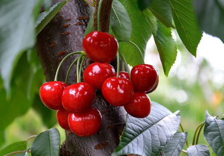 Cherries before harvest in Valais, Switzerland