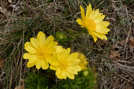 Valais, Switzerland, 10.04.2019 Flower of Adonis vernalis on the bottom of meadow in springの写真素材
