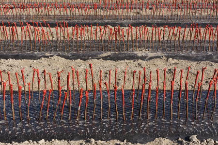 Vine stock nursery at the end of the dayの写真素材